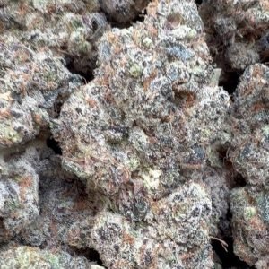 Garlic Cookies Indoor - Bulk - Hybrid