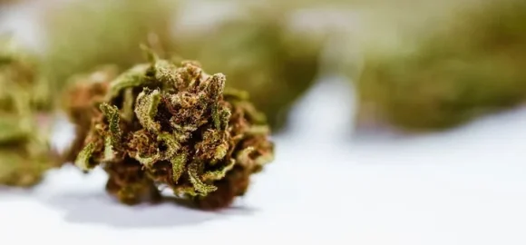 close-marijuana-flower-copyspace-macro-photography